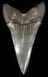 Large Fossil Mako Shark Tooth - Georgia #42261-1